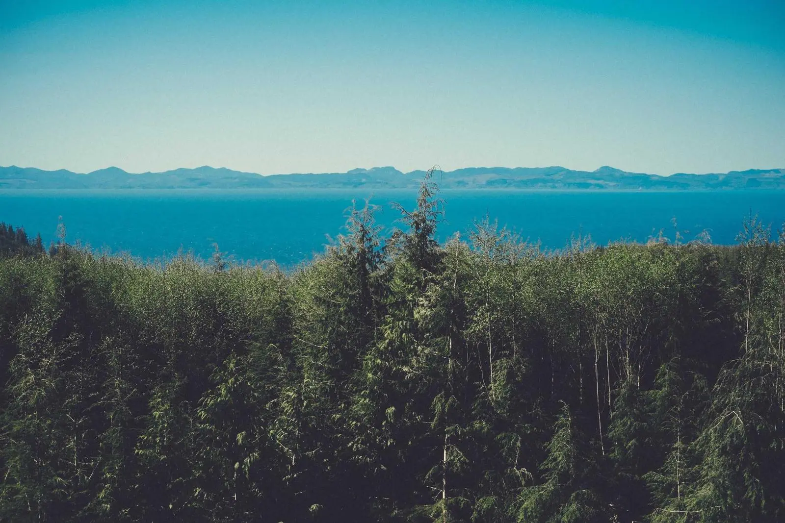 Forest overlooking a calm sea and distant mountains